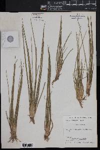 Isoëtes caroliniana image