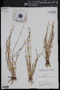 Isoëtes caroliniana image