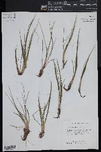 Isoëtes engelmannii image