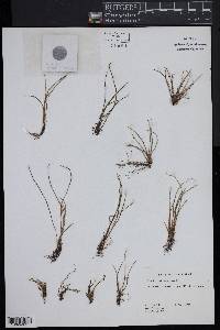 Isoetes kirkii image