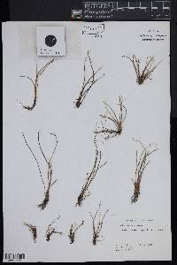 Isoetes kirkii image