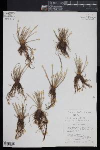 Isoëtes occidentalis image