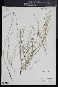 Equisetum bogotense image