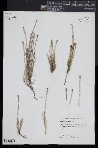 Equisetum bogotense image