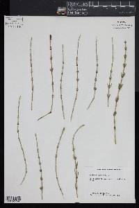 Equisetum palustre image