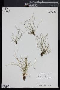 Equisetum scirpoides image