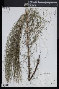 Equisetum telmateia image