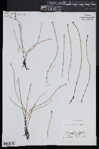 Equisetum variegatum image