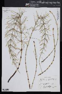 Equisetum × litorale image