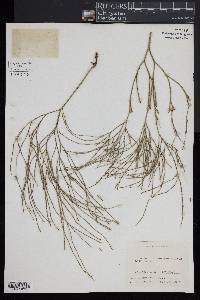 Psilotum nudum image