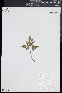 Sceptridium decompositum image