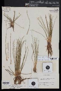 Isoetes dodgei image