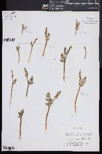 Botrychium hesperium image