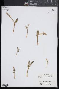 Botrychium minganense image