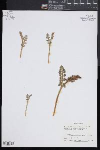 Botrychium minganense image