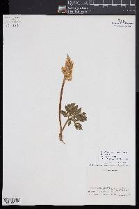 Sceptridium multifidum image