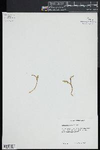 Botrychium simplex image