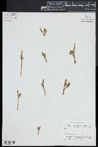 Botrychium simplex image