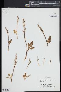 Botrychium simplex image