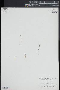 Botrychium simplex subsp. simplex image