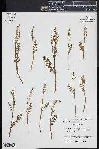 Botrychium spathulatum image