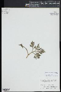 Botrychium ternatum image