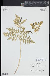 Botrypus virginianus subsp. virginianus image