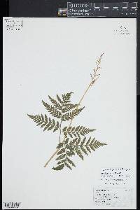 Botrypus virginianus subsp. virginianus image