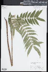 Angiopteris lygodiifolia image