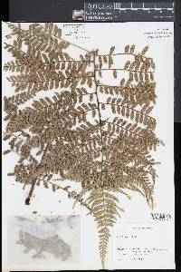 Marattia weinmanniifolia image
