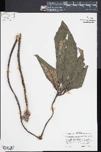 Christensenia aesculifolia image