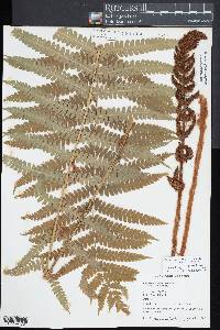 Osmundastrum cinnamomeum subsp. asiaticum image