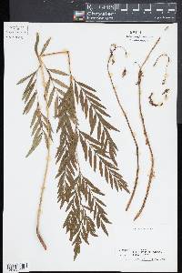 Osmunda lancea image