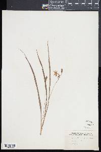 Ophioglossum crotalophoroides image