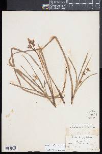 Ophioglossum crotalophoroides image