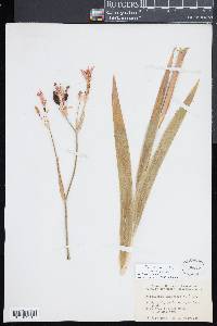 Angiopteris lygodiifolia image