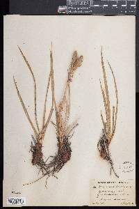 Osmundastrum cinnamomeum subsp. asiaticum image