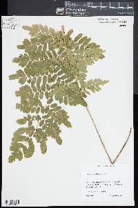 Osmunda x ruggii image