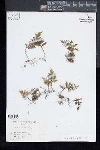 Hymenophyllum badium image