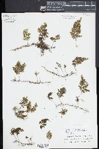 Hymenophyllum barbatum image