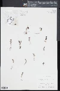 Hymenophyllum cupressiforme image