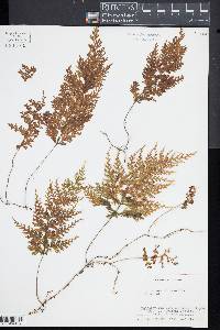 Hymenophyllum demissum image