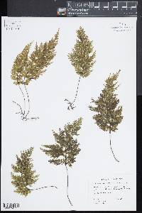 Hymenophyllum demissum image