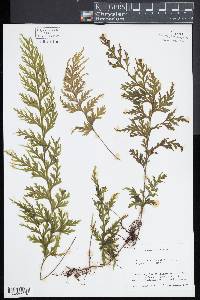 Hymenophyllum dilatatum image