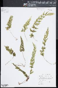 Hymenophyllum flabellatum image