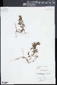 Hymenophyllum fucoides image