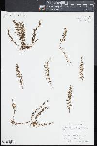 Hymenophyllum hirsutum image