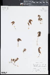 Hymenophyllum lanceolatum image