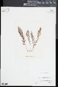 Hymenophyllum lanceolatum image