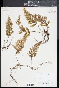 Hymenophyllum microcarpum image